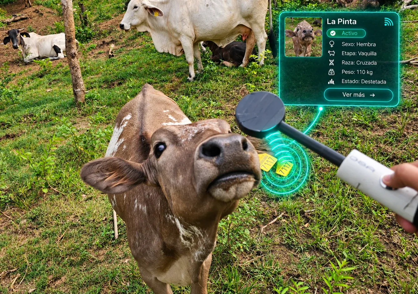 Ilustración de un bovino con arete, un lector y un teléfono que representan el registro en campo con SIREGA